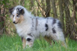 cucciolo blu merle_c