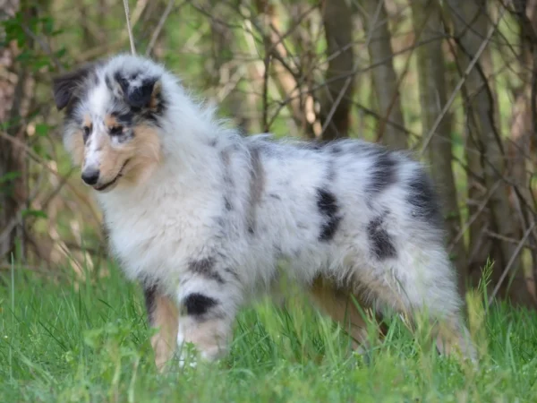 cucciolo blu merle_c